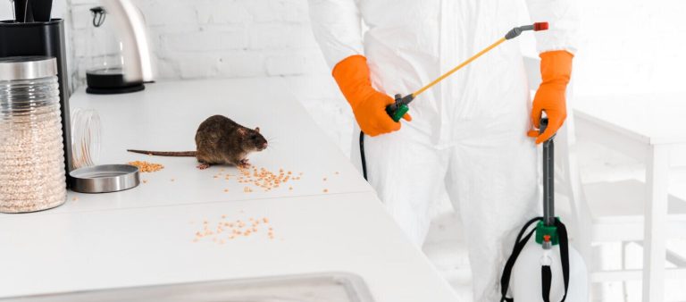 Why-You-Should-Hire-A-Pro-Rat-Exterminator-For-A-Rodent-Free-Winter-e1688463272268